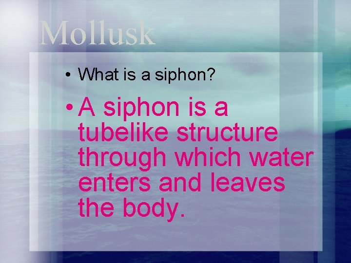 Mollusk • What is a siphon? • A siphon is a tubelike structure through
