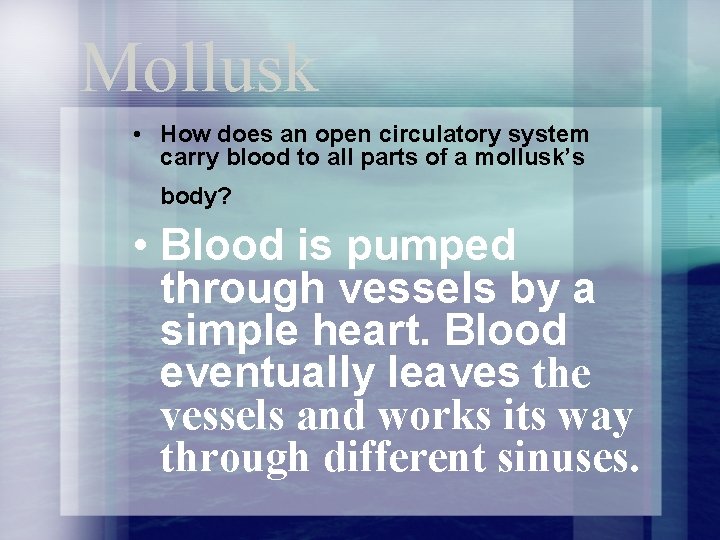 Mollusk • How does an open circulatory system carry blood to all parts of