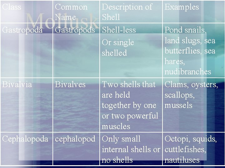 Class Common Description of Name Shell Gastropods Shell-less Or single shelled Mollusk Gastropoda Examples