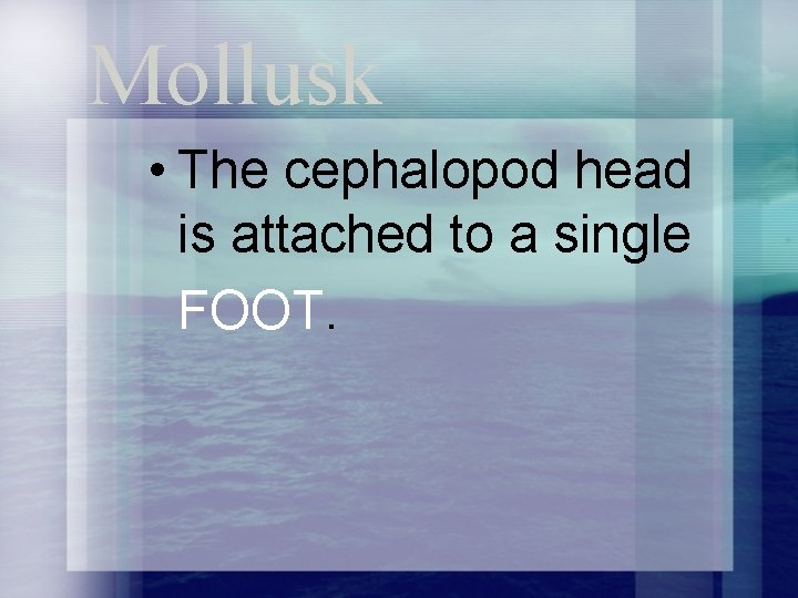Mollusk • The cephalopod head is attached to a single FOOT. 