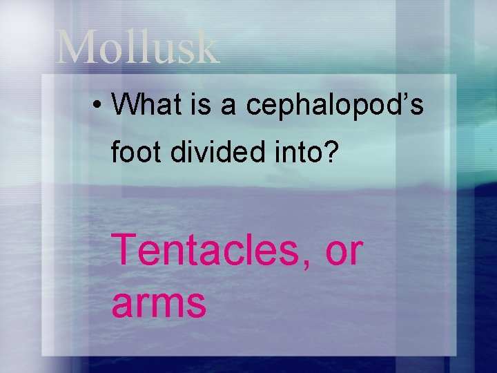 Mollusk • What is a cephalopod’s foot divided into? Tentacles, or arms 