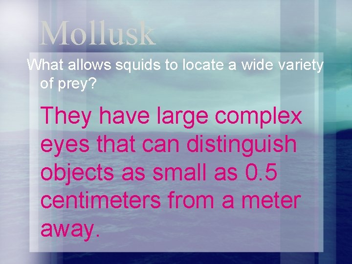 Mollusk What allows squids to locate a wide variety of prey? They have large