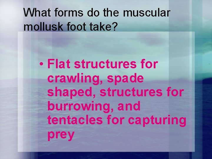 What forms do the muscular mollusk foot take? • Flat structures for crawling, spade