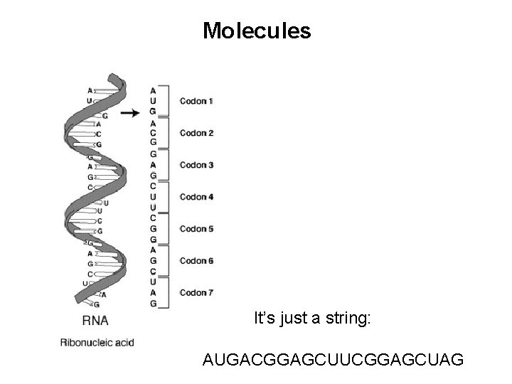 Molecules It’s just a string: AUGACGGAGCUUCGGAGCUAG 