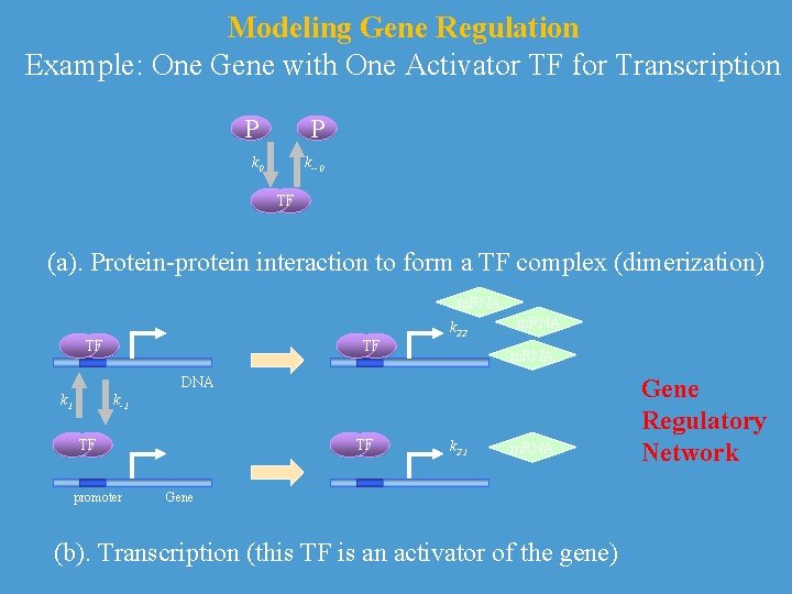 Modeling Gene Regulation Example: One Gene with One Activator TF for Transcription P P