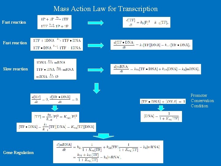 Mass Action Law for Transcription Fast reaction Slow reaction Promoter Conservation Condition Gene Regulation