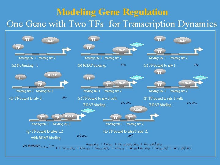 Modeling Gene Regulation One Gene with Two TFs for Transcription Dynamics TF TF RNAP