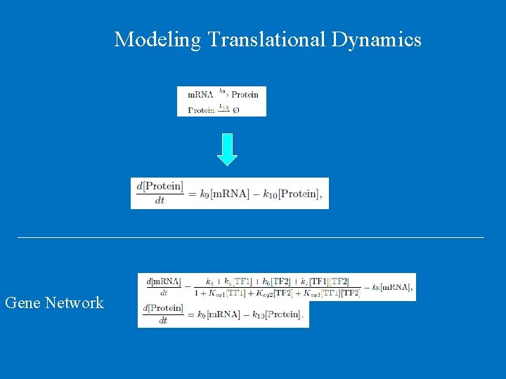 Modeling Translational Dynamics Gene Network 