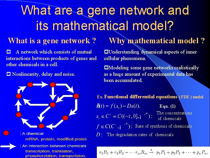 What are a gene network and its mathematical model? What is a gene network