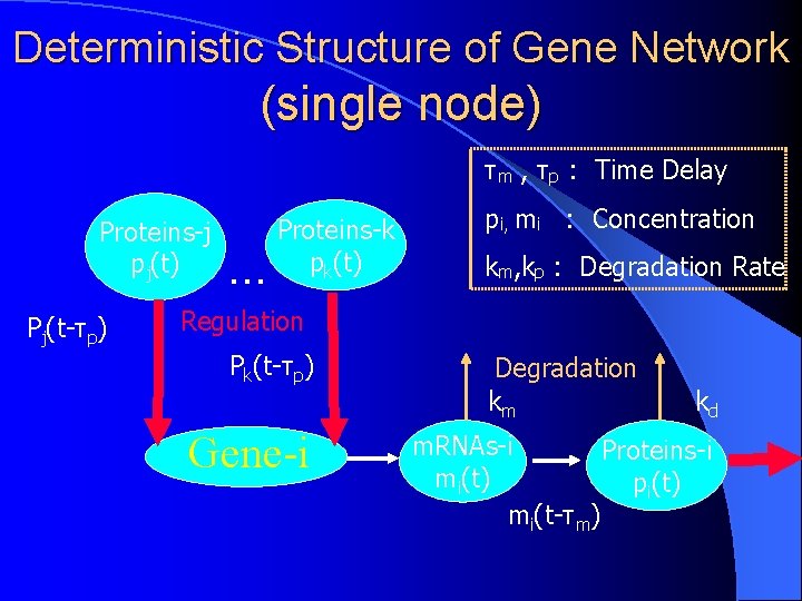 Deterministic Structure of Gene Network (single node) τm , τp : 　Time Delay Proteins-j