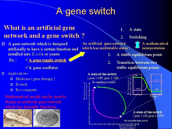 A gene switch What is an artificial gene network and a gene switch ?