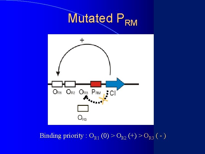 Mutated PRM Binding priority : OR 1 (0) > OR 2 (+) > OR
