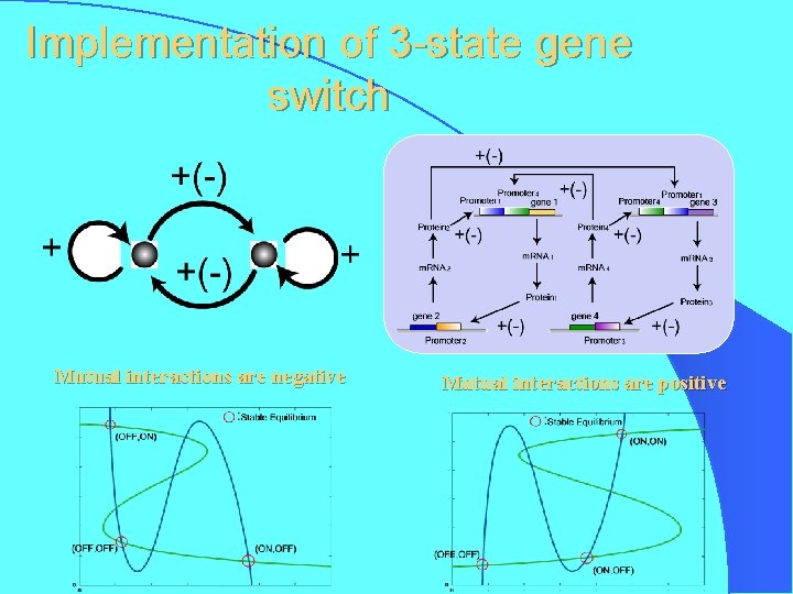 Implementation of 3 -state gene switch Mutual interactions are negative Mutual interactions are positive