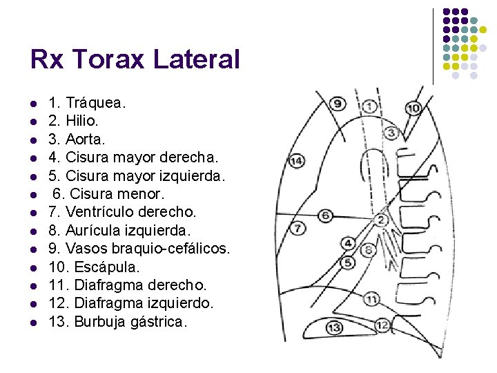 Rx Torax Lateral l l l 1. Tráquea. 2. Hilio. 3. Aorta. 4. Cisura