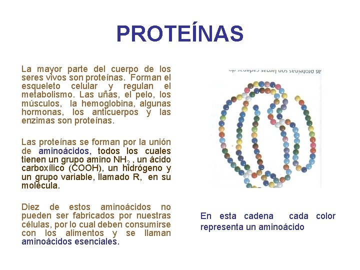 PROTEÍNAS La mayor parte del cuerpo de los seres vivos son proteínas. Forman el