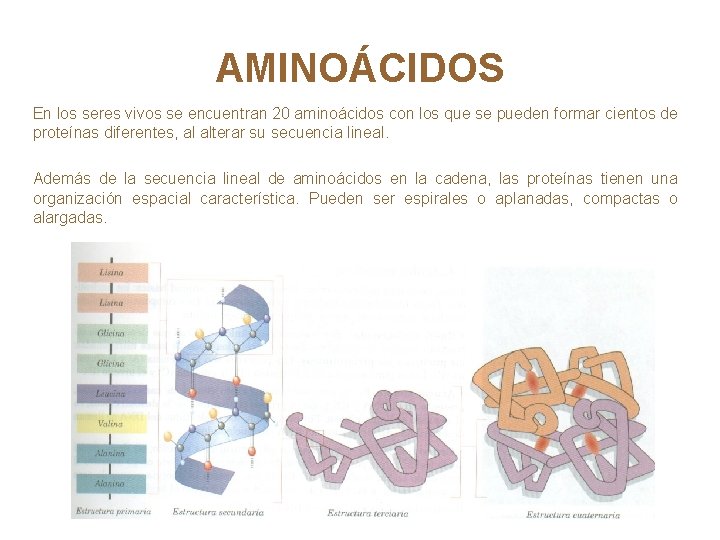 AMINOÁCIDOS En los seres vivos se encuentran 20 aminoácidos con los que se pueden