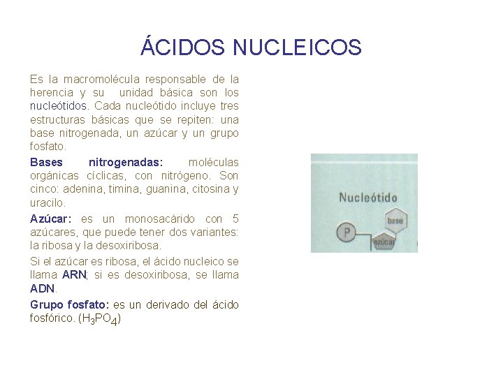 ÁCIDOS NUCLEICOS Es la macromolécula responsable de la herencia y su unidad básica son