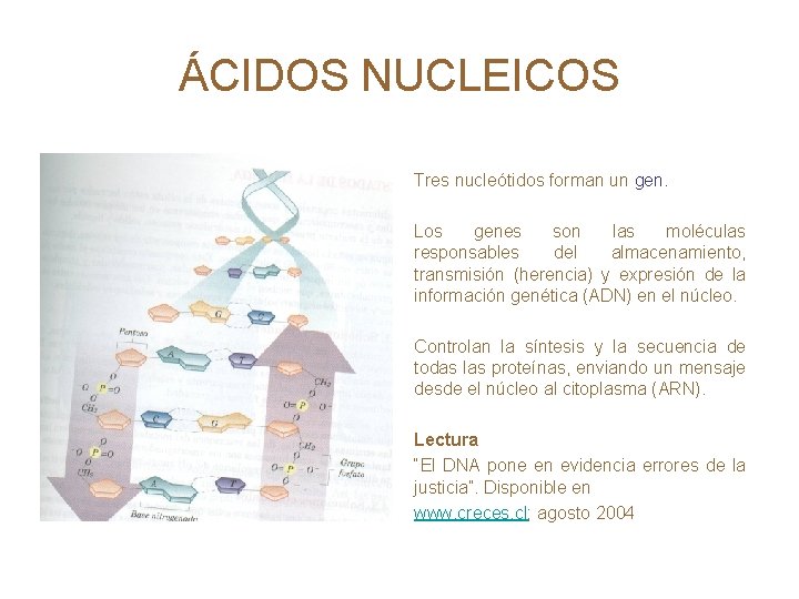 ÁCIDOS NUCLEICOS Tres nucleótidos forman un gen. Los genes son las moléculas responsables del