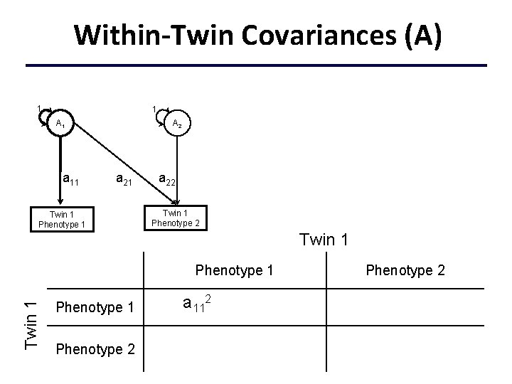 Within-Twin Covariances (A) 1 1 A 1 a 11 A 2 a 21 Twin
