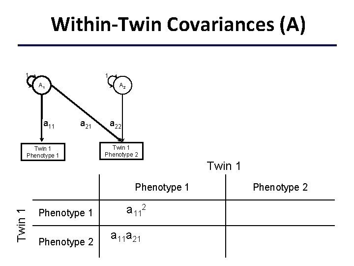 Within-Twin Covariances (A) 1 1 A 1 a 11 A 2 a 21 Twin