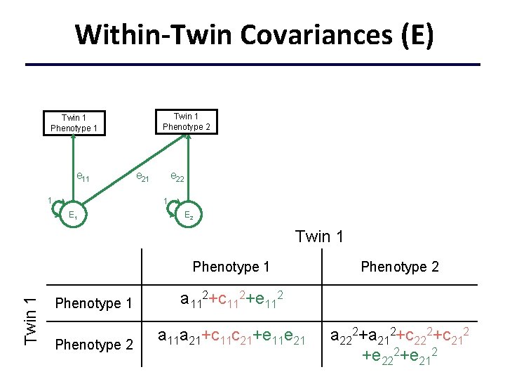 Within-Twin Covariances (E) Twin 1 Phenotype 2 Twin 1 Phenotype 1 e 11 1
