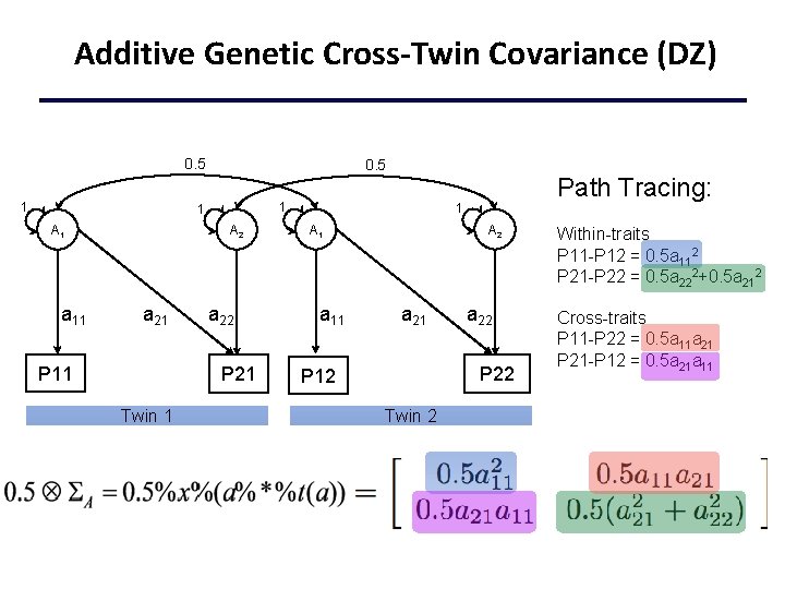 Additive Genetic Cross-Twin Covariance (DZ) 0. 5 1 1 A 1 a 11 A