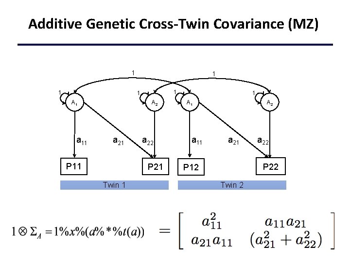 Additive Genetic Cross-Twin Covariance (MZ) 1 1 1 A 1 a 11 A 2