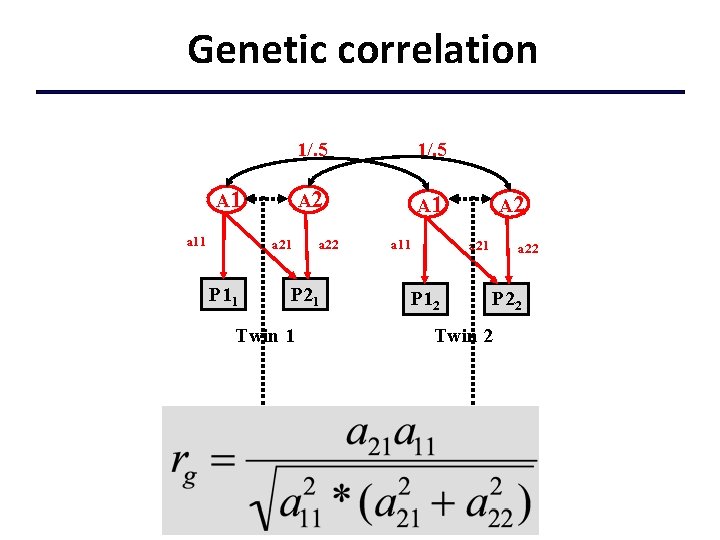 Genetic correlation A 1 a 11 a 21 P 11 1/. 5 A 2