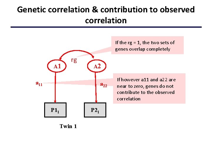 Genetic correlation & contribution to observed correlation If the rg = 1, the two