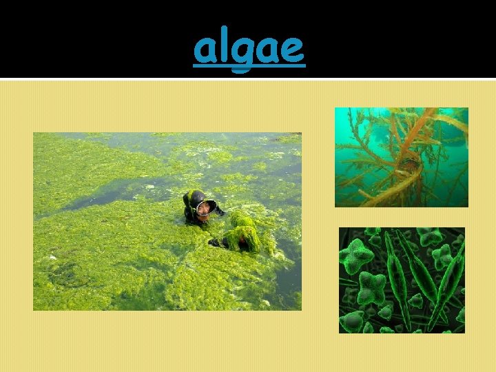 algae 