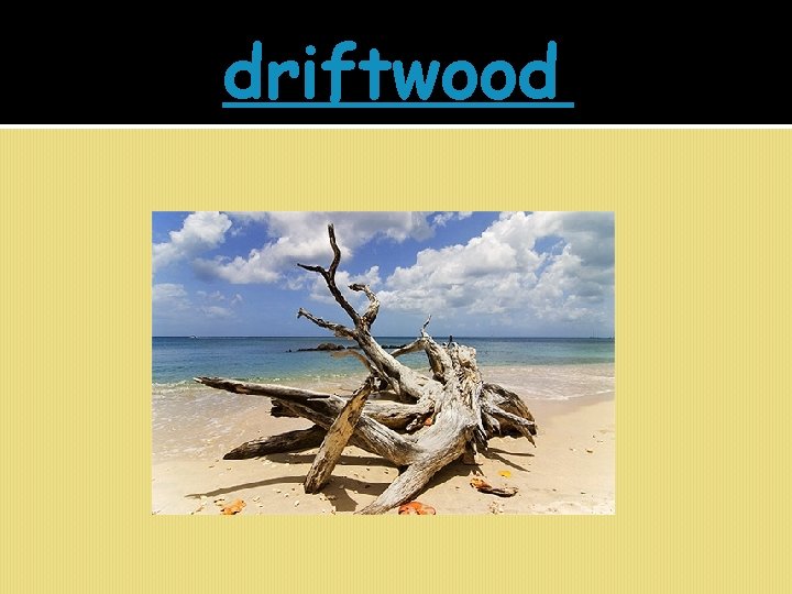 driftwood 