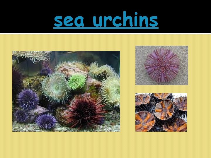 sea urchins 