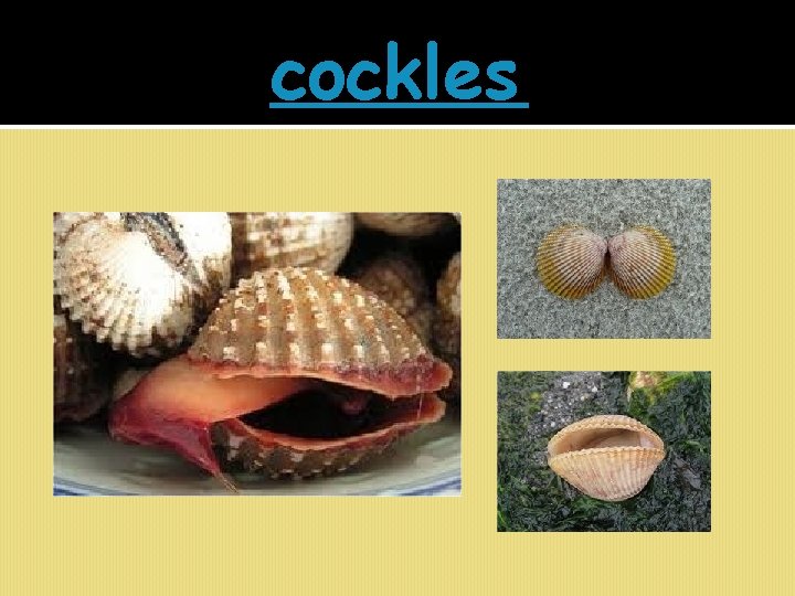 cockles 