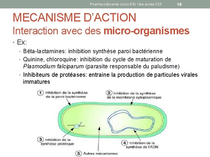 Pharmacodynamie cours IFSI 1ère année FDF 16 MECANISME D’ACTION Interaction avec des micro-organismes •