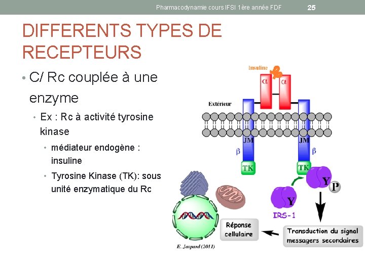 Pharmacodynamie cours IFSI 1ère année FDF DIFFERENTS TYPES DE RECEPTEURS • C/ Rc couplée