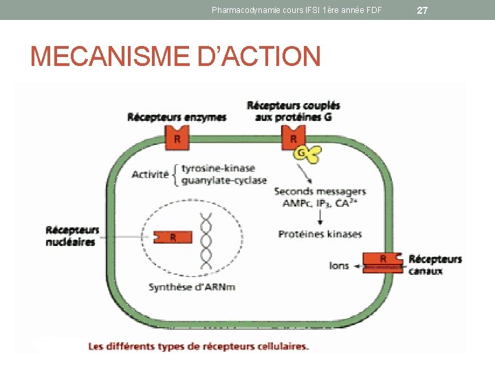 Pharmacodynamie cours IFSI 1ère année FDF MECANISME D’ACTION 27 