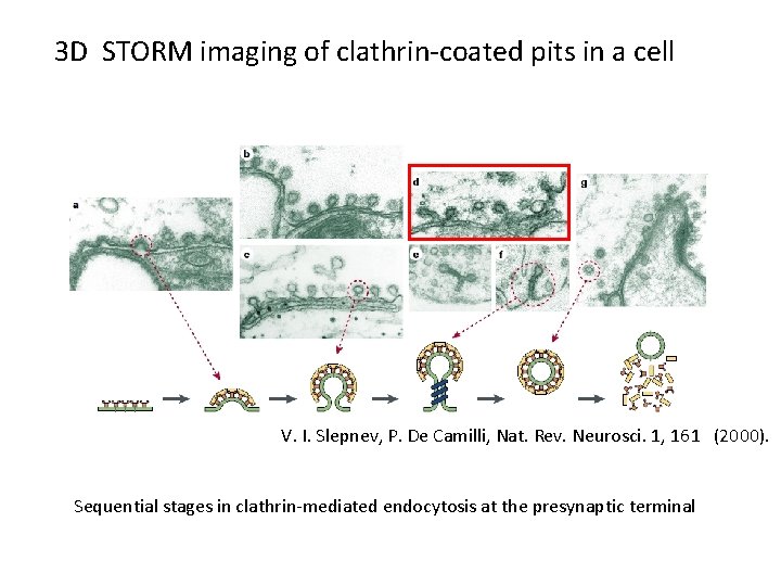 3 D STORM imaging of clathrin-coated pits in a cell V. I. Slepnev, P.