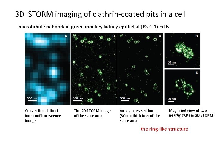 3 D STORM imaging of clathrin-coated pits in a cell microtubule network in green