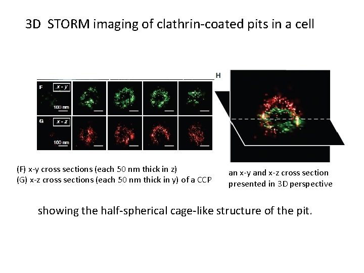 3 D STORM imaging of clathrin-coated pits in a cell (F) x-y cross sections