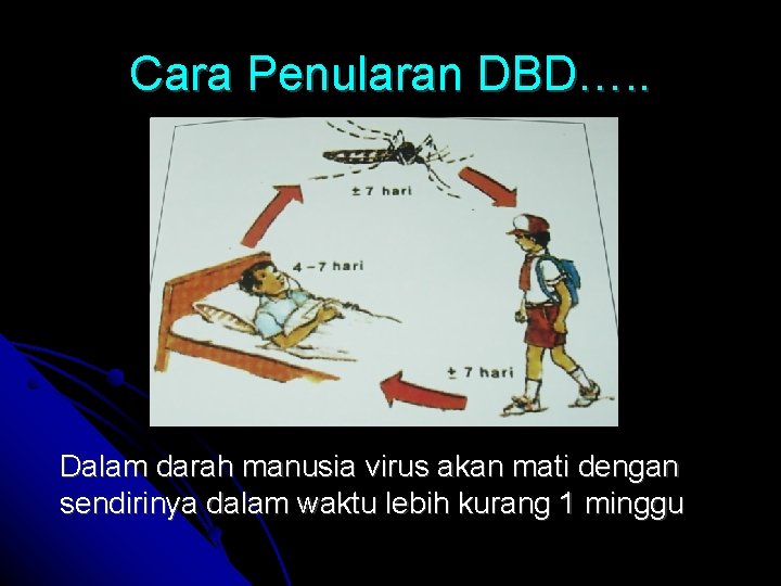 Cara Penularan DBD…. . Dalam darah manusia virus akan mati dengan sendirinya dalam waktu