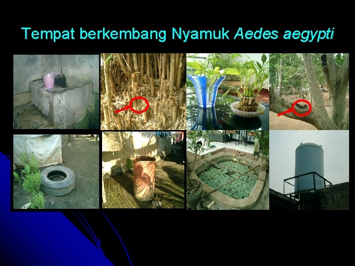 Tempat berkembang Nyamuk Aedes aegypti 