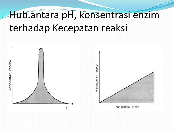 Hub. antara p. H, konsentrasi enzim terhadap Kecepatan reaksi 