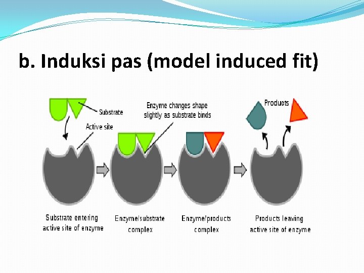 b. Induksi pas (model induced fit) 