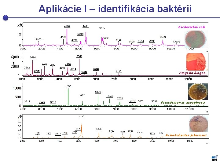 Aplikácie I – identifikácia baktérii Intens. [a. u. ] Escherichia coli 4000 2000 5050
