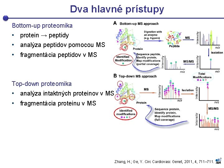 Dva hlavné prístupy Bottom-up proteomika • protein → peptidy • analýza peptidov pomocou MS