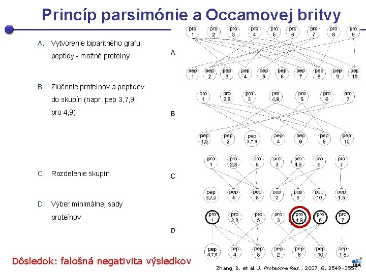 Princíp parsimónie a Occamovej britvy A. Vytvorenie biparitného grafu: peptidy - možné proteíny B.