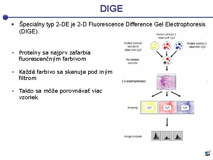 DIGE § Špeciálny typ 2 -DE je 2 -D Fluorescence Difference Gel Electrophoresis (DIGE).