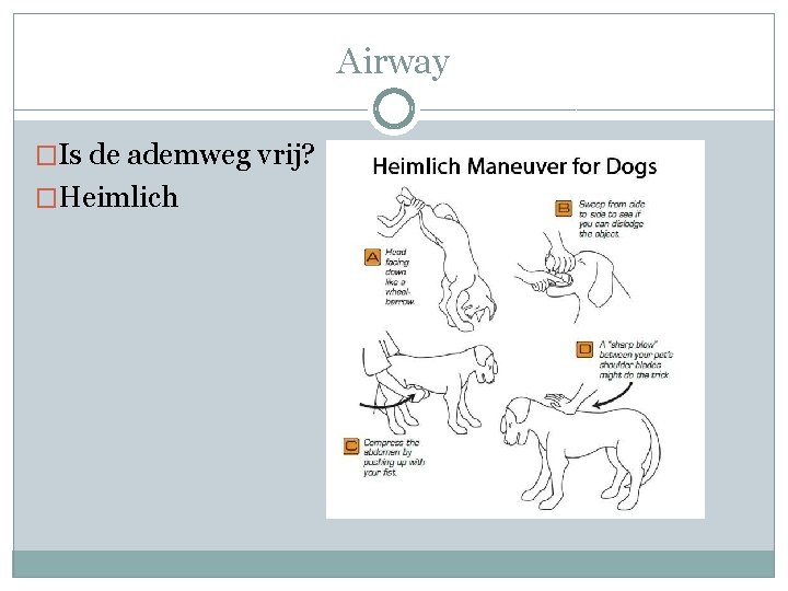 Airway �Is de ademweg vrij? �Heimlich 