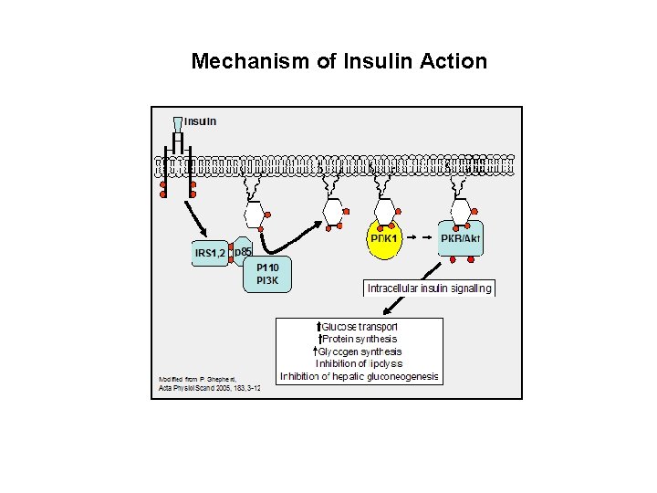 Mechanism of Insulin Action 