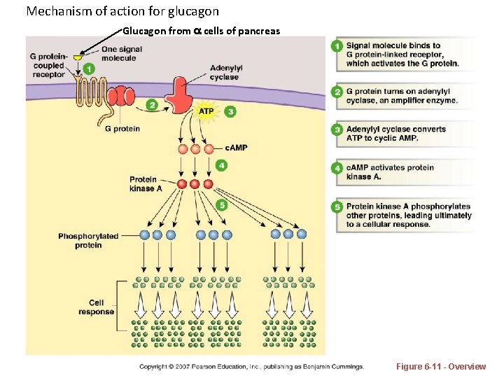 Mechanism of action for glucagon Glucagon from a cells of pancreas Figure 6 -11